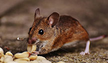 24 Hour & Emergency Exterminators in Fair Play, SC
